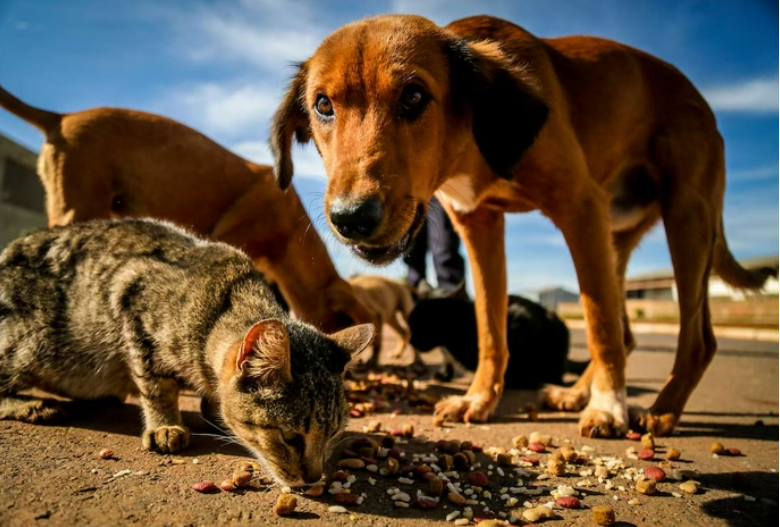  Cresce o número de animais que tem a rua como moradia.