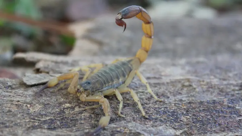  Profissionais da saúde chama atenção para o perigo com escorpiões.