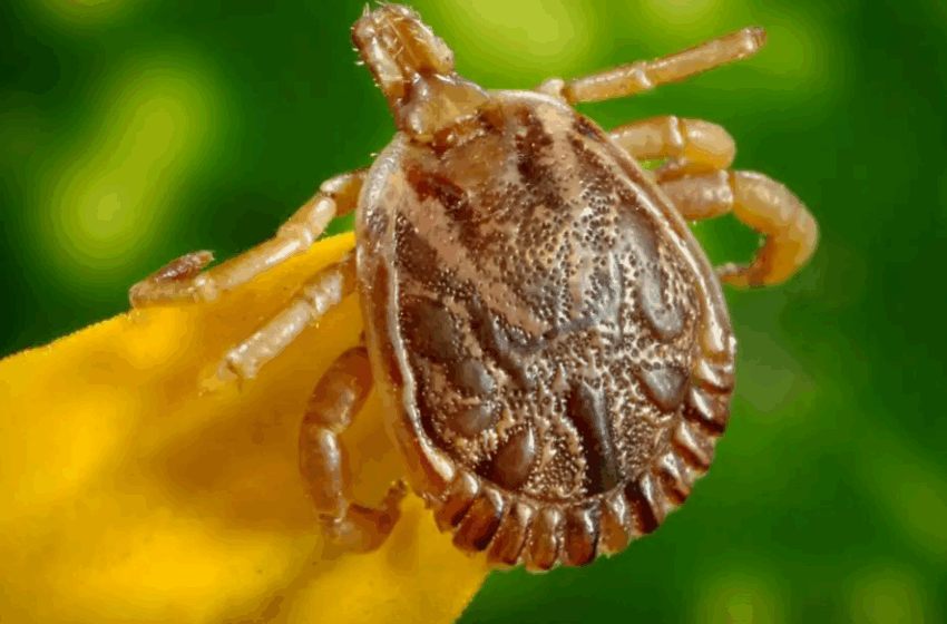  Mulher de 64 anos está entre as vítimas da febre maculosa.