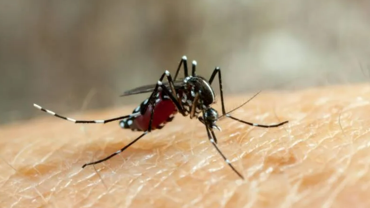  Paraíba registra 6 óbitos por dengue em 2025