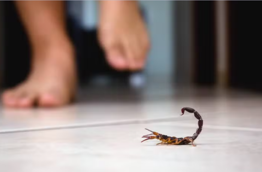  Óbitos por acidentes com escorpiões chama a atenção no Brasil; saiba como agir