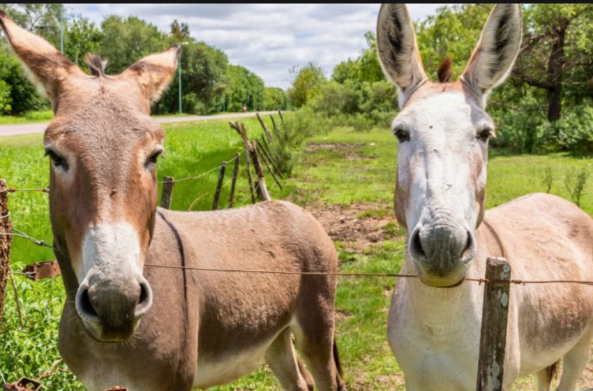  Leite de jumenta tem preço elevado e aquece mercado para as vendas.