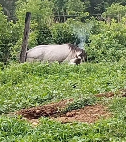  Cavalo morre eletrocutado após queda de fio que energizou cerca de arame.