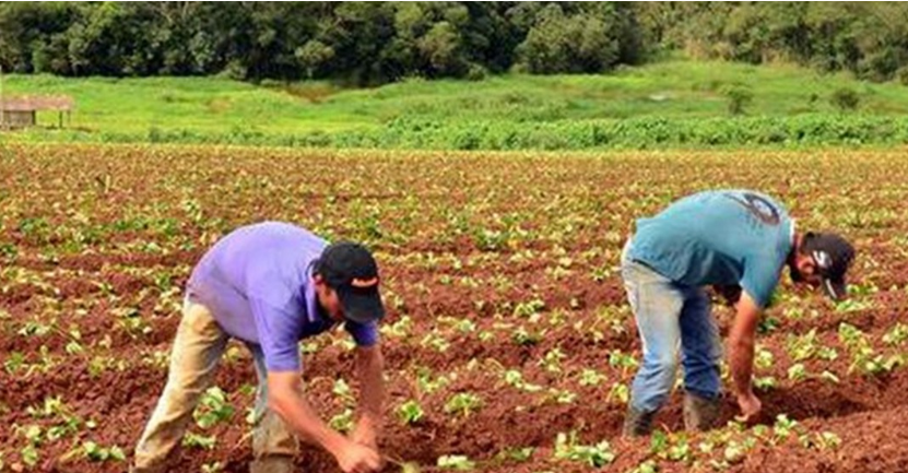  Garantia safra segue sem previsão para entrega de boletos.