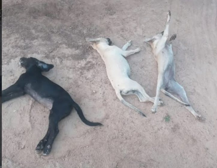  Cachorros encontrados mortos com suspeita de envenenamento.