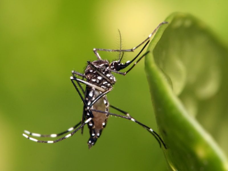 Aedes_aegypti-1024x682
